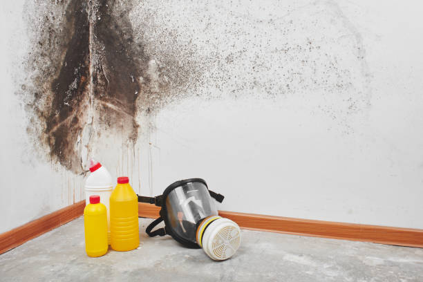 Best Mold Cleaning Services  in Haledon, NJ