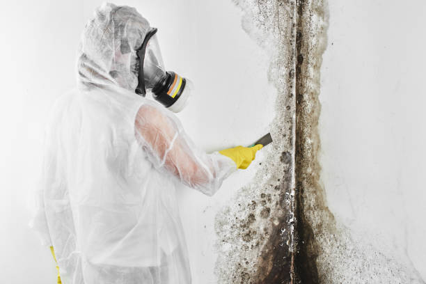 Best Mold Removal Company Near Me  in Haledon, NJ