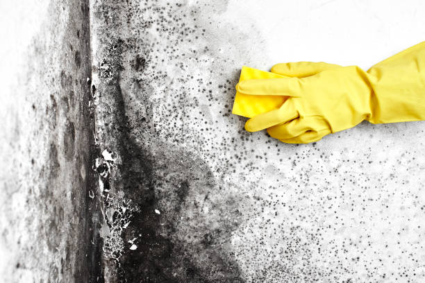 Best Mold Remediation  in Haledon, NJ