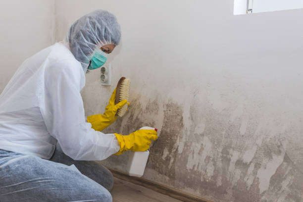 Best Commercial Mold Removal  in Haledon, NJ
