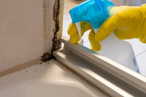 Best Residential Mold Removal  in Haledon, NJ