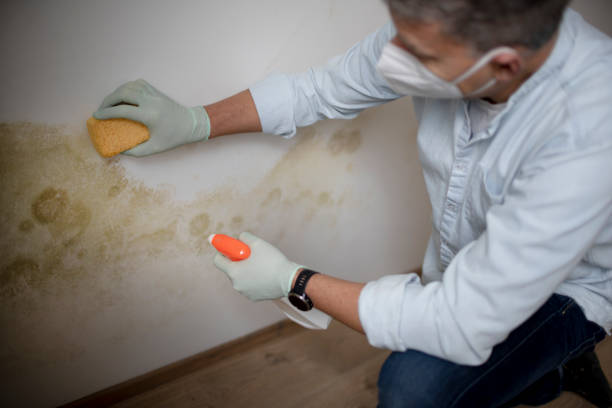 Best Mold Removal Company Near Me  in Haledon, NJ