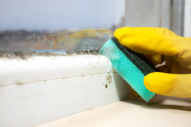 Best Toxic Mold Removal  in Haledon, NJ