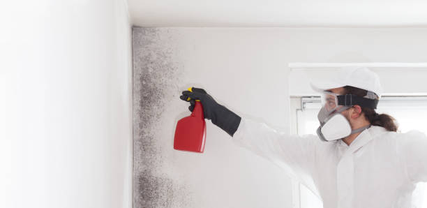 Trusted Haledon, NJ Mold Removal Experts