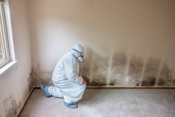 Best Mold Remediation Experts  in Haledon, NJ