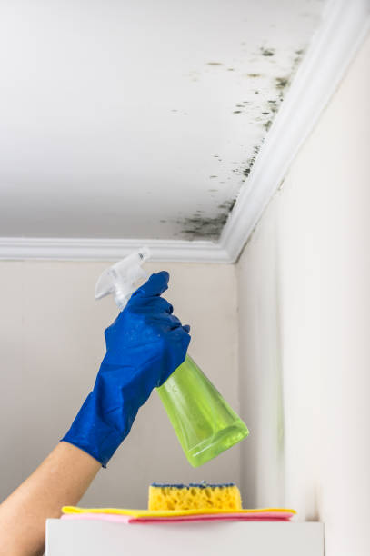 Office Mold Removal Services in Haledon, NJ