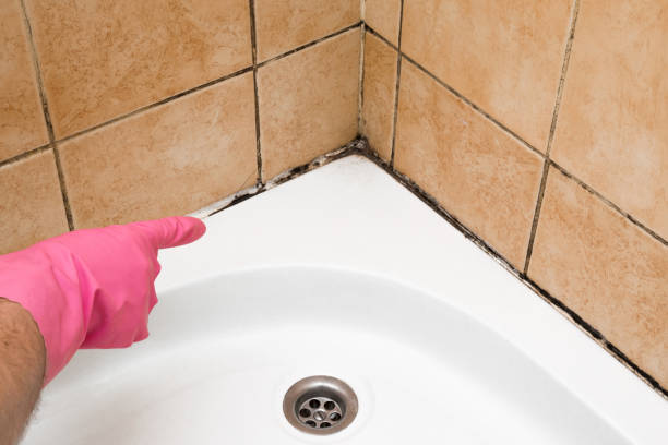 Mold Removal Process in Haledon, NJ